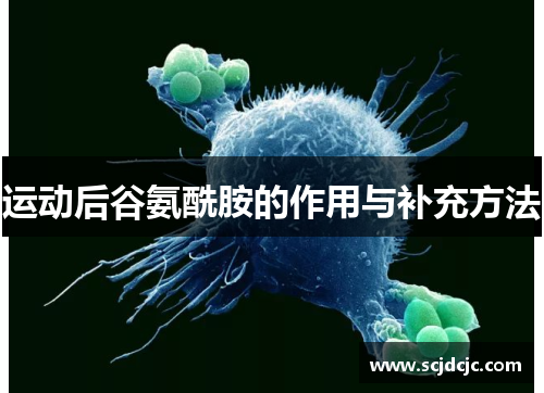 运动后谷氨酰胺的作用与补充方法